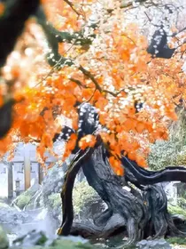 千古玦尘之浮生梦