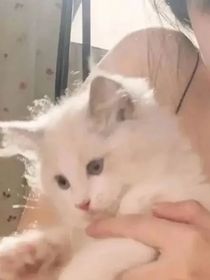 嘉慧