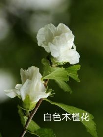 白色木槿花