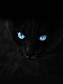 泼皮猫之地