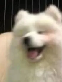 塞纳河：拉斯德曲进行时