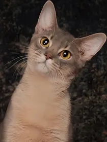 猫武士自编之无边探索