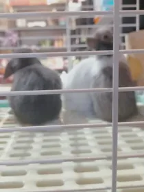 鼠鼠我啊