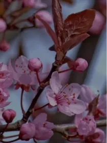 孤儿回忆录