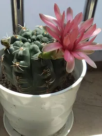 刁蛮任性是你的代名词