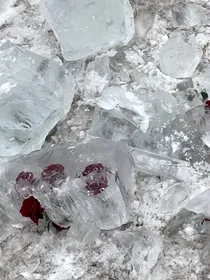 西渡鸦玫瑰