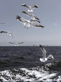 让我们在海底相爱