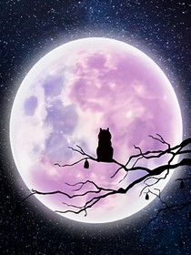猫武士：病痛之地