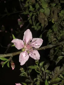 穿成白莲花