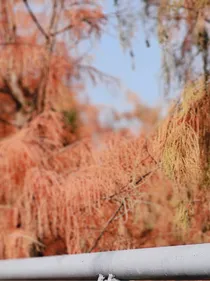 昆仑枫叶满山红