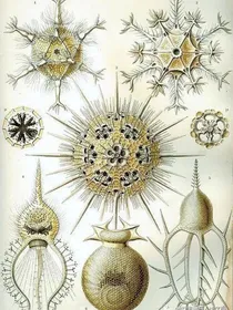 生物集注