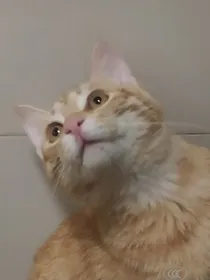 稚盛令