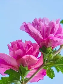 知否知否应是绿肥红瘦之流年似水玥芳华