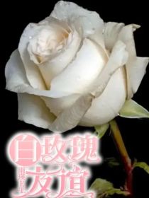 白玫瑰——友谊