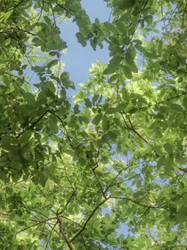 云巫