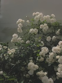 沅芷令