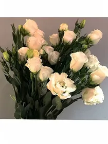 大文豪系统