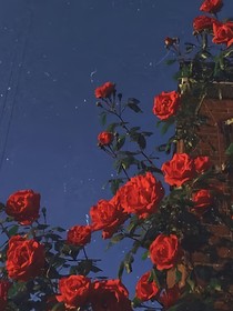 玫瑰花不会枯萎