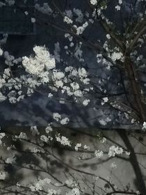万人迷正在开发中