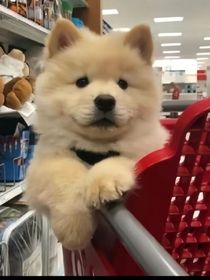 爱狗人士的一天