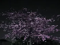 三生三世情深缘浅