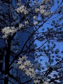 星枫