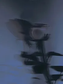惊封：野蛮求存