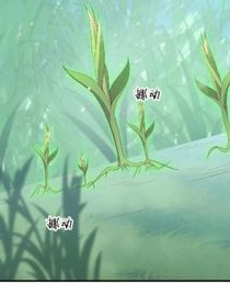 我是一棵草