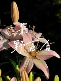一朵野百合