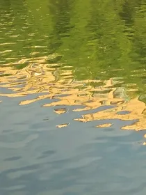 蜉蝣集