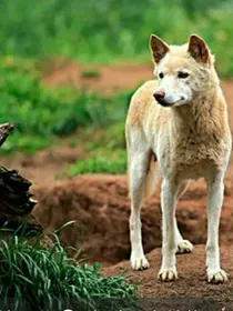 犬神