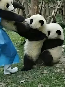 喜羊羊同人文：竹马傍地走