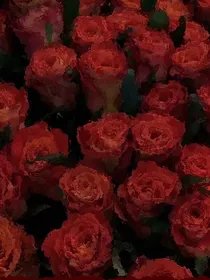 只是普通恋人关系