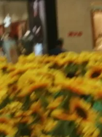 送给你的夏天——d141