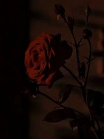 系统：查无此人