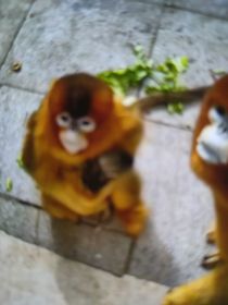 兵猴后续