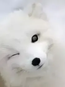 小狐狸白飞飞