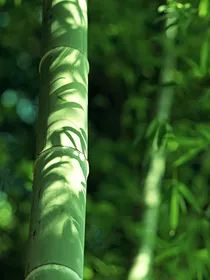 我的小世界养成