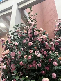 山茶花读不懂他的爱