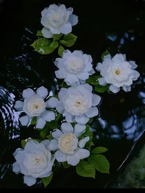 给你的栀子花