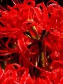 花之魂，流落彼岸