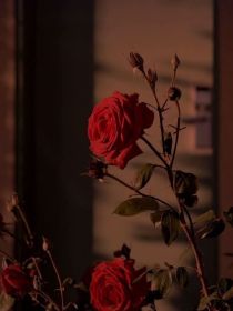 京剧猫之玫瑰与你
