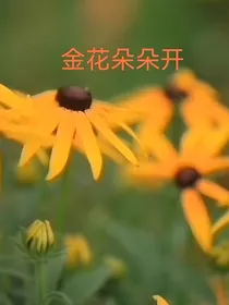 金花朵朵开（金花开了续集）
