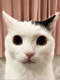 圣斗士星矢之守护精灵