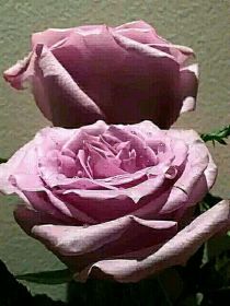 浪漫至死不渝：紫玫瑰