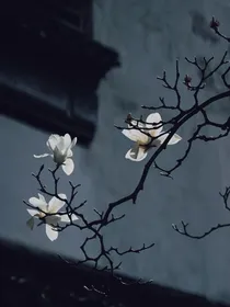殊途客