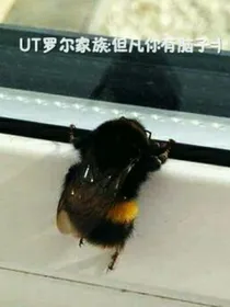 UT罗尔家族：但凡你有脑子
