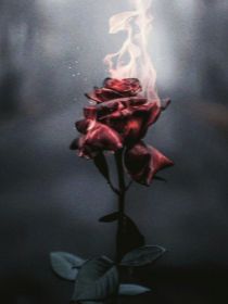 硝烟玫瑰