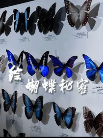 综：蝴蝶秘密