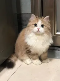 有关话本小说